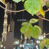 مصورة الحرم النبوي📸♥️