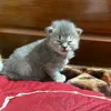 nguyen_khoi1009