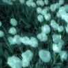 seawater8716