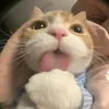 bshshdbbd6