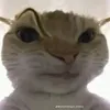 aleatorio__qualquer_y
