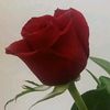 sha.ahmad098