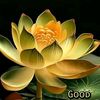 sasi.tharan93