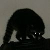 i.am.the._.raccoon