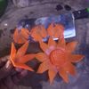 zaw.zaw36847