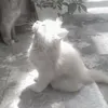 ✶˚₊‧ 𝑵𝒊𝒌𝒂 ‧₊˚✶