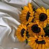 sunflowero_1