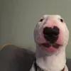 mrdogchef