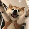 dogll234