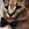 ilimentapno