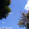 xulaicha5