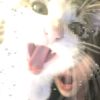 fwwfils