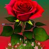 shahid.mahmood3665