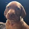 vizsla_ior