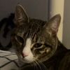thecatsgroovy
