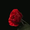 user2915071741012