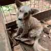 Maxstrayrescue