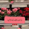 habibasaid933