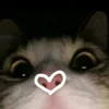 skibidi_dancemonkey
