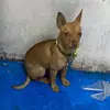jsjajdidasks