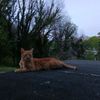 randomdudedev