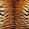 xoxo.tigress