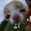 animated_finnt