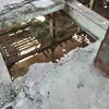luogotenenteverde