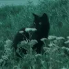 lmhhiav