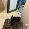 bochuoisiucute1