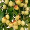 maqsoodawan821