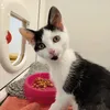 notailsushicat2022