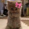 flwrs_n.4ur4