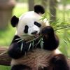 pandadiaries3