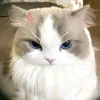 meo_n5