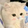 diu.linh3584
