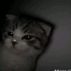 meee.laaa41_4