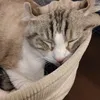 k..dash