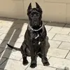 Bruce Cane Corso