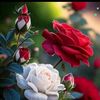 user4716355030219