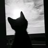 lixxaor7