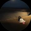 mll11__5