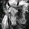 khaled.sultan608