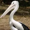 pelikan.2