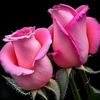 munni65967