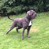 bigbronson_canecorso