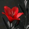 lilyan4257