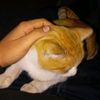 _olmayan_0