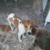 pitero.hemrry