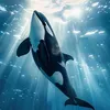 great.orca